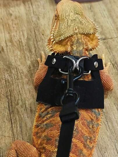 1 Set Adjustable Lizard Leash, Lizard Harness Set, Reptile Walking Chest Strap, Adjustable Chest Harness Leash, Small Reptile Backpack, Small Animal Leash Walking Vest Accessories, Pet Harness And Decorative Set, Escape-Proof Lizard Leash Set, Cute Reptile Fashion Combo, Pet Outdoor Walking, Lizard Harness, Basilisk Harness, Suitable For Basilisk, Chameleon, Small Pets, Lizards, Squirrels, Outdoor Walking