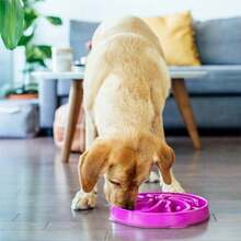 Fun Feeder Slo Bowl Large 4‑Cup Capacity Slow Feeding Medium To Large Dogs N‑Slip Purple Flower Pattern - Màu tím - Xem 7