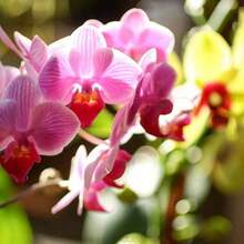100 Semillas De Flores De Vainilla Mixta Para Jardín - Orquídeas Raras Y Coloridas, Hermosas Plantas De Jardín Que Se Pueden Cultivar En Jardines Y Macetas, Decoraciones Llamativas - 預設 - 查看 4