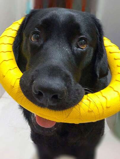 1 pieza Disco volador multifuncional y creativo para entrenamiento deportivo al aire libre, resistente a mordeduras, elástico de EVA suave y de goma, juguete flotante para el agua, limpieza dental y cuidado del sarro para perros y gatos pequeños/medianos, sin necesidad de batería, promueve la interacción y el ejercicio