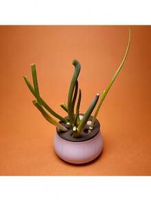 1个大蒜、青葱、家庭园艺、水培、韭菜、大蒜、青葱再生种植箱，黑白盖套装，易于区分，可重复使用，种植量丰富，再生种植箱，操作简便，循环收获，无土水培箱，四季皆宜，可重复使用 - 多色的 - 查看 6