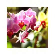 100 Semillas De Flores De Vainilla Mixta Para Jardín - Orquídeas Raras Y Coloridas, Hermosas Plantas De Jardín Que Se Pueden Cultivar En Jardines Y Macetas, Decoraciones Llamativas - 預設 - 查看 8