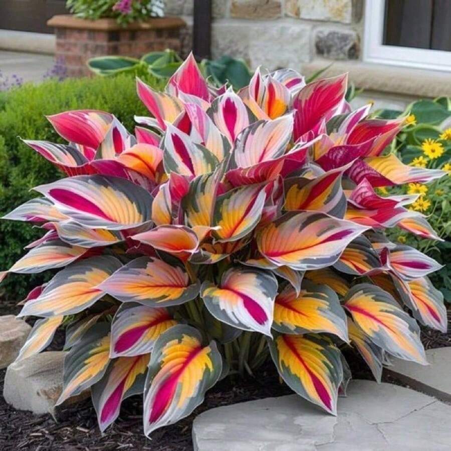 100Plants Plantss Hosta Plant Plantss Perennial Flowers Tree Plantss - 1 - Xem 1