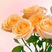 Orange Champagne Rose Living Plant, Rose Shrubs With Strong Rhizomes, Unique Apricot Yellow Roses, Suitable For Planting In Home Gardens, Courtyards, Balcony Or Sunny Places - 1棵玫瑰苗 - 查看 2