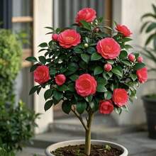 Plantas de Camelias de jardín S, 20 cápsulas, variedades variadas, plantas arbustivas en maceta - 20 - Ver 2