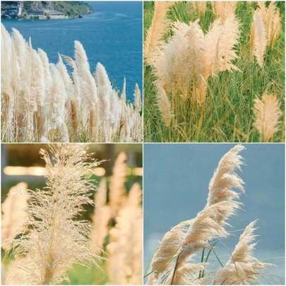 Traditional Palm Grass Plants S Can Be Used To Create Stunning Home Garden Landscapes, Are GMO-Free, And Are Easy To Grow