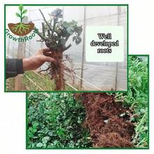 Orange Champagne Rose Living Plant, Rose Shrubs With Strong Rhizomes, Unique Apricot Yellow Roses, Suitable For Planting In Home Gardens, Courtyards, Balcony Or Sunny Places - 1棵玫瑰苗 - 查看 3