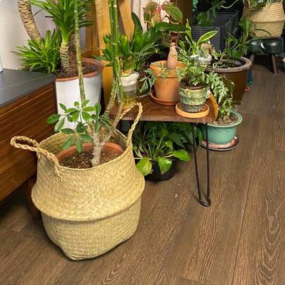 Bohemian Woven Belly Basket Natural Seaweed Rattan Storage Organizer With Handle Handmade Farmhouse Planter Pot Cover For Flower Plant Picnic Grocery Laundry Living Room Bedroom Home Decor Shelf Organizer