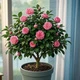 Plantas de Camelias de jardín S, 20 cápsulas, variedades variadas, plantas arbustivas en maceta - 20 - Ver 6