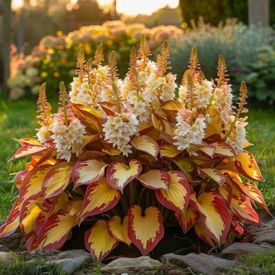 100see7Free Shipping Hosta, Planting Garden Decoration Outdoor Flowers, Plants, Fruits And Vegetables Planting Suitable For Plant Lovers As A Gift From Nature - 100 hạt/hạt - Xem 1