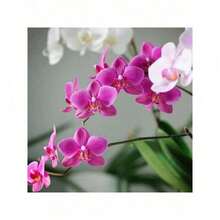 100 Semillas De Flores De Vainilla Mixta Para Jardín - Orquídeas Raras Y Coloridas, Hermosas Plantas De Jardín Que Se Pueden Cultivar En Jardines Y Macetas, Decoraciones Llamativas - 預設 - 查看 5