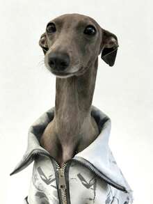 Ropa para perros Galgo Italiano Whippet, Chaqueta con cremallera estampada en azul marino, Ropa de mascota a prueba de viento y cálida de moda - Blanco - Ver 3