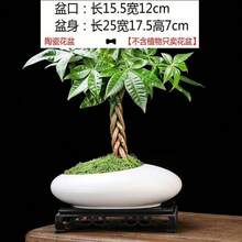 大口径粗陶透气蝴蝶兰盆景花盆，陶瓷大号多肉植物竹兰花盆 - 彩色 - 查看 22