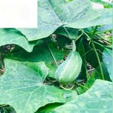 100Plants   Ivy Gourd Plantss Pack, Tindora Plant Plantss, Coccinia Grandis For Home Gardening, Select The Amount - 灰色的 - 查看 2