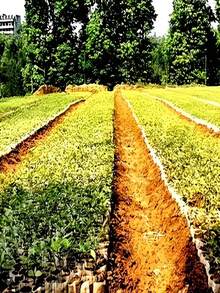 100pcs Non-Woven Fabric Seedling Bags, Cloth Planting Pots, Gardening Soil Transplanting Supplies, Durable Woven Planting Bags (Wholesale Packaging), Home Gardening Supplies - Multicolor - View 5