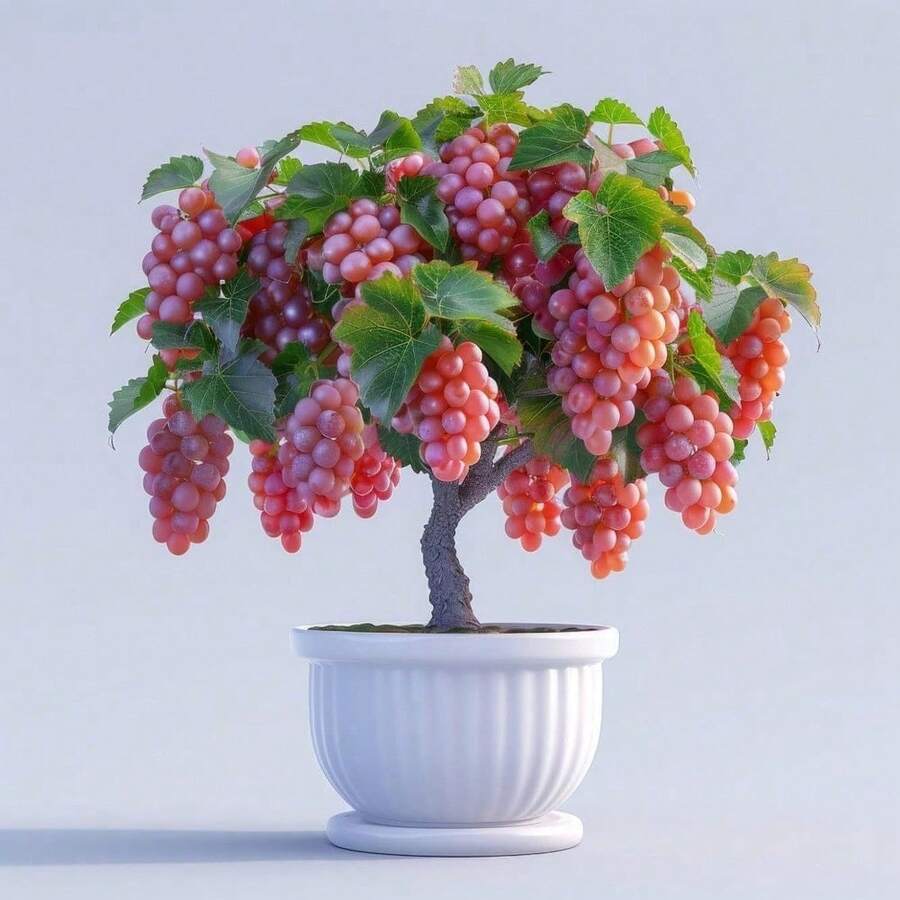 Red Grape Potted Plant - 1 Year Seedling, Cataba Grape - Ready To Plant (1 Seedling) - Một - Xem 1