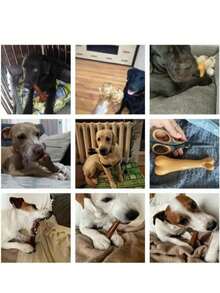 Chew-Resistant Dog Toy - Bone Shaped Interactive Chewing Training Stick, Suitable For All Breeds Chewing Toy - Interactive Dental Stick, Made Of Durable Polyethylene Material - Multicolor - View 2