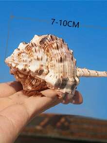 Vỏ ốc xà cừ, ốc ống, bể cá, hồ cá, đồ trang trí sân vườn, đồ nội thất, đồ trang trí, đạo cụ chụp ảnh, bộ sưu tập mẫu vật, đồ trang trí nhà cửa, đồ nội thất gia đình, đồ trang trí nhà cửa, đồ trang trí bể cá, đồ trang trí phòng khách. - 1PC - Xem 5