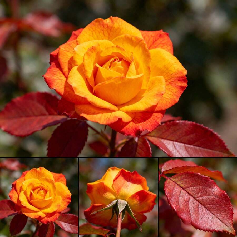 Orange Rose Seedling Bare Roots For Planting, 3-Year-Old Rose Pile Living Plant With Good Root System, High Quality Seedlings, Planted In Home Garden (Tiramisu) - 1 株幼苗 - 查看 1