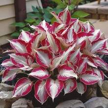 100Plants Hosta Plantss, High Germination Rate, Easy To Grow Plantss, Suitable For Home Gardening, Perennial Plant Plantss, Vegetables, Fruits And Flowers, Gifts From Nature - 多色的 - 查看 4