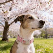 Pink Daisy Dog Collar & Leash Set, Adjustable For Small/Medium/Large Dogs, Comfortable & Anti-Lost & Anti-Pulling - Pink - View 5