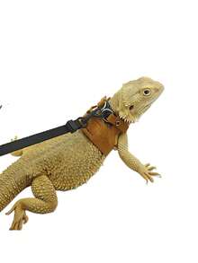 1 Set Accesorios de arnés y correa para mascotas, correa de pecho para caminar con reptiles, conjunto de correa de peluche suave ajustable, conjunto de arnés para lagarto, conjunto de arnés para hámster, conjunto de arnés para ardilla, correa de pecho ajustable, arnés pequeño para reptiles, accesorios de chaleco para caminar de animales pequeños, conjunto de correa a prueba de escape para lagarto, combo de moda linda para reptiles, paseo al aire libre para mascotas, arnés para lagarto, arnés para gecko crestado, adecuado para gecko crestado, camaleón, mascotas pequeñas, lagarto, ardilla, hámster, paseo al aire libre - Ver 7