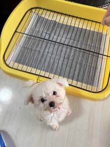 1个高边防溅防踩踏宠物狗厕所，室内训练小型/中型犬便盆，易于清洁，保持家居整洁 - 查看 6