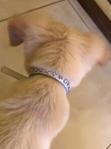 1pc Adjustable Sparkling Diamond Rhinestone Pet Collar, Shiny Fashion PU Leather Collar With Bell And Buckle, Cute Personalized Shiny Collar For Daily Wear - Silver - View 3