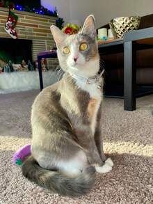 1pc Adjustable Sparkling Diamond Rhinestone Pet Collar, Shiny Fashion PU Leather Collar With Bell And Buckle, Cute Personalized Shiny Collar For Daily Wear - Silver - View 4