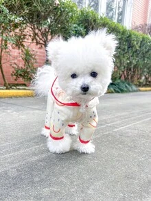 1件寵物雨衣四季通用四足防水連帽狗雨衣 - 彩虹雨衣 - 紅色 - 紅色 - 查看 5
