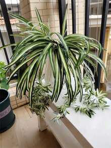 1Pc Artificial Plants Faux Hanging Ivy Plants 26.38in'' Simulation Green Branch Silk Spider Plants For Home Room Office Wall Wedding Balcony Decoration, Plastic Plants Chlorophytum For Indoor Outdoor DIY Bouquet Flower Vase Decor, Faux Green Leaves For Mother's Day Festival Birthday Gifts Graduation Spring Summer Garden Courtyard Kitchen And Dining Room Decorations - Green - View 5