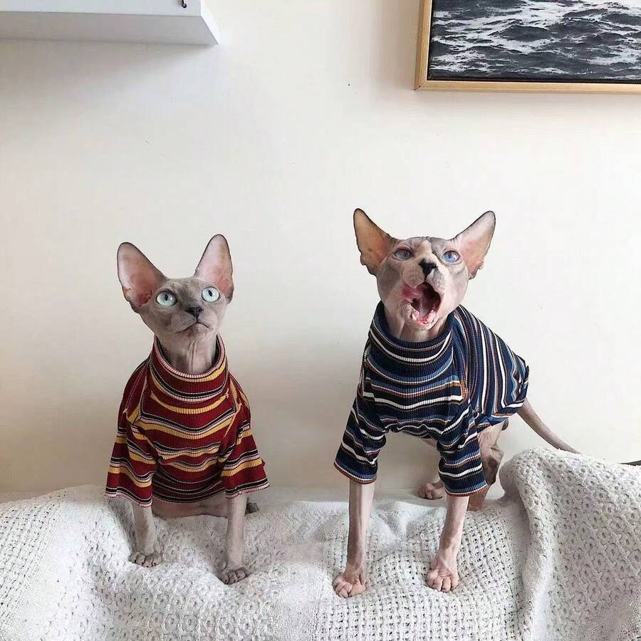Sphynx Cat Couple's Base Layer, Contrast Striped Versatile Matching Outfit, Warm And Cozy Companionship, Hairless Cat Exclusive, Skin-Friendly Turtleneck Striped T-Shirt - Red - View 1