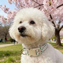 柔软亲肤的幸运四叶草宠物项圈，适合遛狗和遛猫 - 綠色 - 查看 8