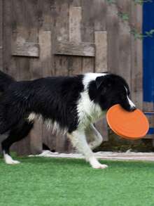 1pc Pet Dog , Floating Water Resistant Soft Pet Toy, Interactive Training Fetch Toy To Consume Dog's Energy - Multicolor - View 11