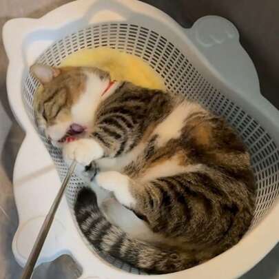 1pc Pet Cat Bed, Breathable Cat Bed For Summer, Cooling Cat Nest, Thick And Comfortable Scratch-Resistant Mat, Washable Pet Cat Bed, Suitable For All Seasons, Large Capacity, Cat Sleep Nest That Doesn't Attract Hair.