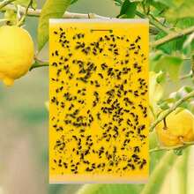 20Pcs Yellow Sticky Fly Trap Paper Fruit Flies Insect Aphids Glue Catcher Bug - A - View 8