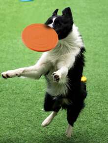 1pc Pet Dog , Floating Water Resistant Soft Pet Toy, Interactive Training Fetch Toy To Consume Dog's Energy - Multicolor - View 3