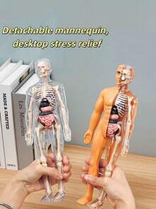 3D可拆卸人体解剖模型，包含完整的骨骼和器官组件，科学教育减压模型，生物医学教学辅助工具，通过组装和拆卸增强对人体解剖学的理解。 - 彩色 - 查看 2