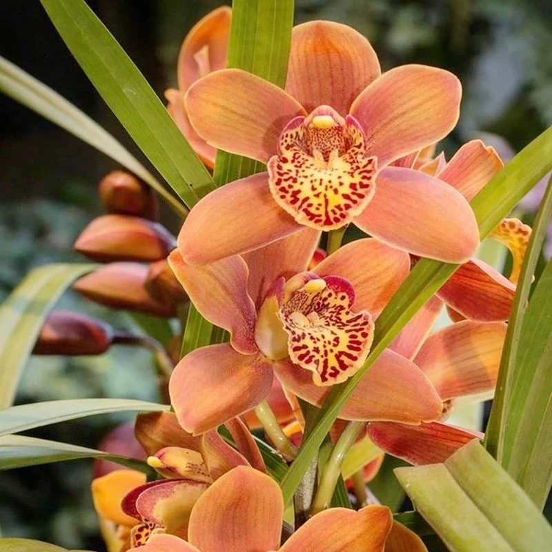 Fdfdc Exotic Mixed Orchid 26 Orchid Hybrid, Easy To Grow, Suitable For Indoor And Outdoor Planting - 26 hạt giống - Xem 1