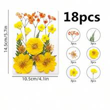压花树脂模具，逼真的干花和叶子，适用于剪贴簿、DIY蜡烛配件、珠宝工艺等。所有各种压花干花均采用透明真空包装，以保护树脂花在运输过程中不受损坏；请注意，由于这些是人造植物，花朵的形状和颜色可能与图片略有不同。（已加工且无虫害）有时个别花材会缺货，我们会用相同尺寸或颜色的花材替代，恕不另行通知。 - DIY材料包 - 查看 21