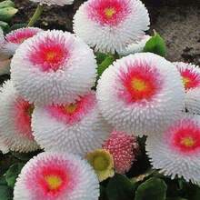Fdfdc Zinnia, Planting Garden Decoration Outdoor Flowers, Plants, Fruits And Vegetables Planting Suitable For Plant Lovers As A Gift From Nature - 100 hạt/hạt - Xem 1