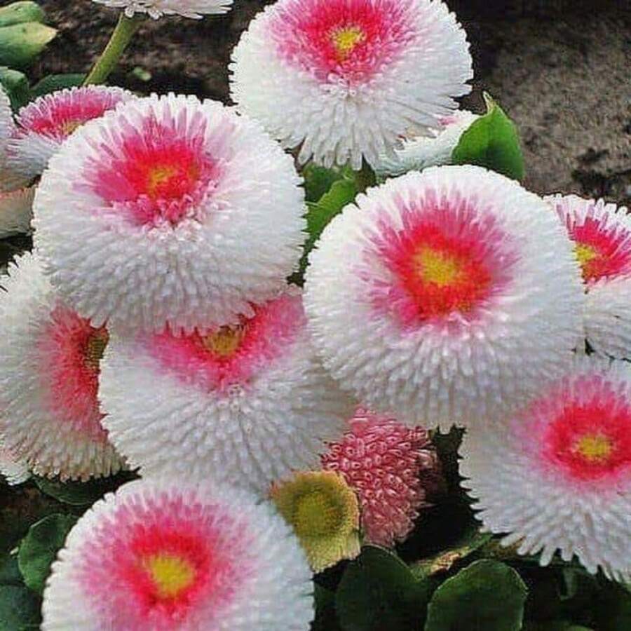 Fdfdc Zinnia, Planting Garden Decoration Outdoor Flowers, Plants, Fruits And Vegetables Planting Suitable For Plant Lovers As A Gift From Nature - 100 hạt/hạt - Xem 1