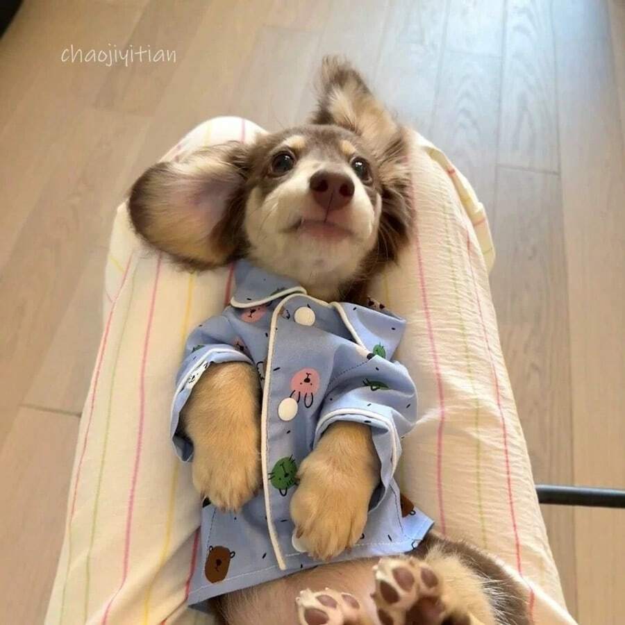 小型犬卡通睡衣,领口和滚边设计,穿着舒适,防寒防掉毛,适合马尔济斯犬、贵宾犬、泰迪犬等小型犬,柔软透气,四季皆宜。 - 淺藍色 - 查看 1