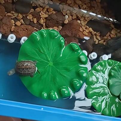 逼真荷叶，可为鱼儿遮阴和躲藏，也可用于水族箱、龟缸装饰，人造植物可防止龟类溺水，荷叶和绿叶可用于水族箱造景，采用EVA材质制成。