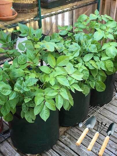 1 Set 5/10 Pcs 3 Gallons Planter Grow Bags With 3 Pcs Garden Tool Set Multi-Purpose Plant Grow Bags With Handles Nonwovens Fabric Pots Container Garden Planter Bags For Indoor Outdoor Gardening Vegetables Flowers Herbs Bonsai Plants