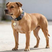 Vintage Hundehalsband mit Blumenanhänger, verstellbares, weiches und bequemes Haustier-Halsband mit geometrischem Streifenmuster, geeignet für kleine, mittlere und große Hunde - Blau - Übersicht 3