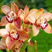 Fdfdc Exotic Mixed Orchid 26 Orchid Hybrid, Easy To Grow, Suitable For Indoor And Outdoor Planting - 26 hạt giống - Xem 2