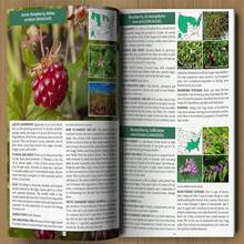 The Forager's Guide To Wild Foods - A-Red - View 3