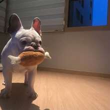 互动式毛绒咀嚼玩具，带有吱吱作响的鸡翅声，无需电池，兼具狗狗牙齿护理和玩耍功能 - 彩色 - 查看 12