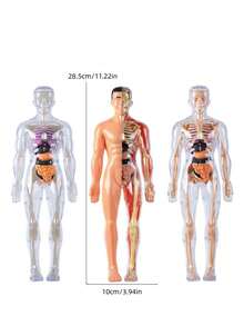 3D可拆卸人体解剖模型，包含完整的骨骼和器官组件，科学教育减压模型，生物医学教学辅助工具，通过组装和拆卸增强对人体解剖学的理解。 - 彩色 - 查看 8